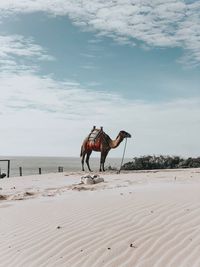 Camel on beach