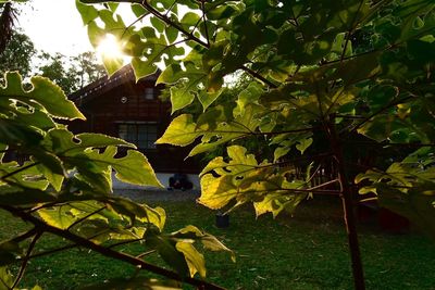 Sun shining through trees