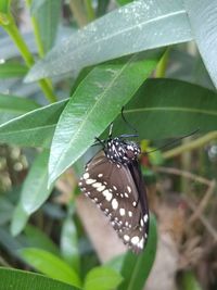 Close-up of butterfly on leaf