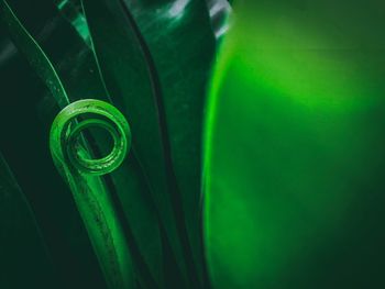 Close-up of water drop on green leaf