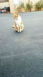 Cat sitting on street