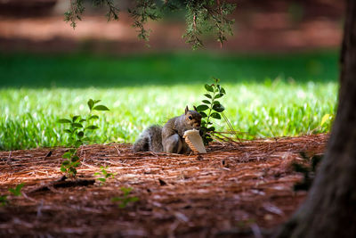 View of squirrel sitting on field