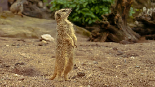 meerkat