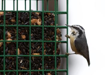 Close-up of a bird in cage