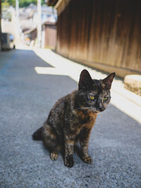 Portrait of cat sitting on street