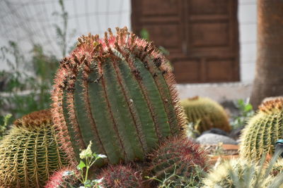 Close-up of cactus plant growing on field