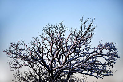 Low angle view of flowering plant against clear sky