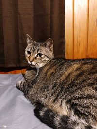 Portrait of a cat relaxing on bed at home