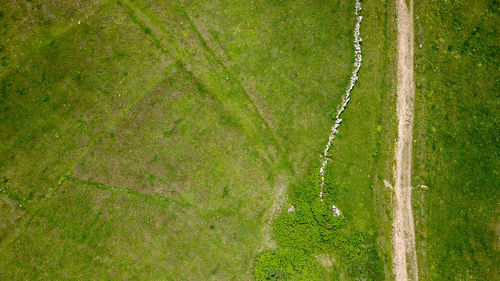 High angle view of green field