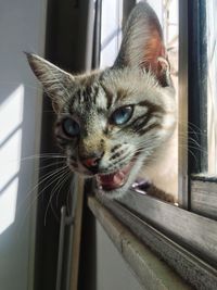 Close-up portrait of cat