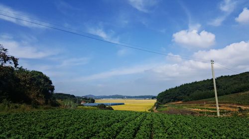 Scenic view of agricultural field against sky