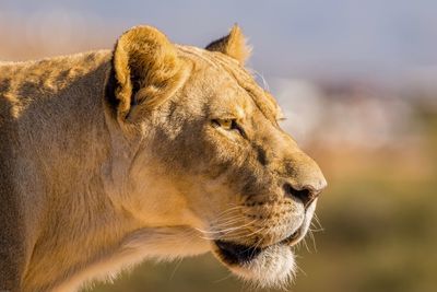 Close-up of a cat looking away