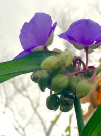 Close-up of purple flowers