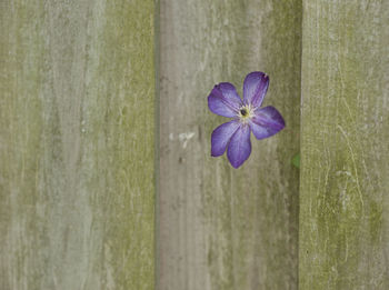 Close-up of purple crocus