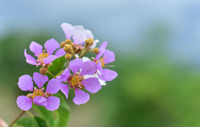 Close-up of purple flowering plant