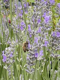 Close-up of bee pollinating on lavender