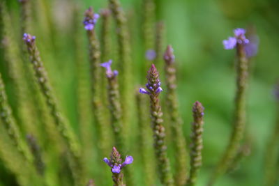 Close-up of purple flowers