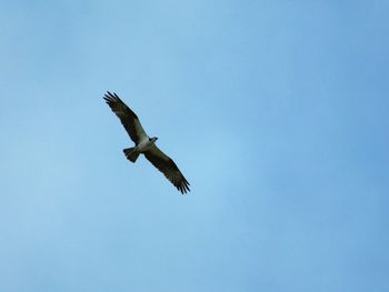 Low angle view of a bird flying