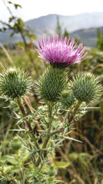 Close-up of wildflowers