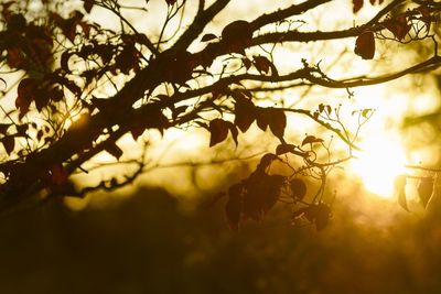 Low angle view of silhouette tree against sky