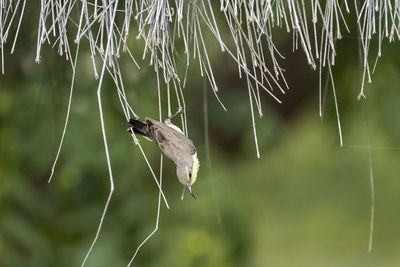 Close-up of spider on web