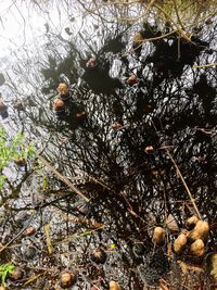 Low angle view of fruits on tree