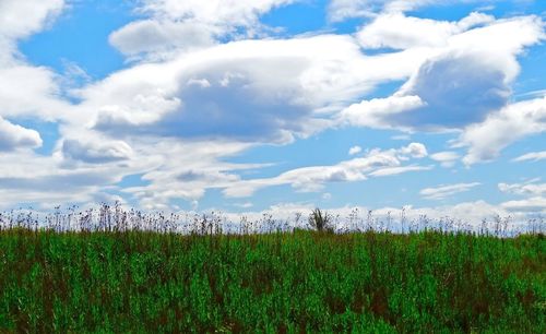 Scenic view of grassy field against cloudy sky