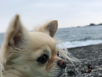 Close-up of dog at beach against sky