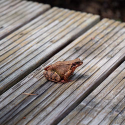 High angle view of frog on wood