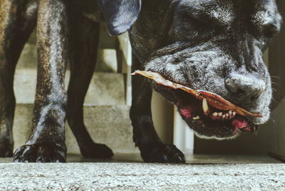 Close-up of dog standing against wall