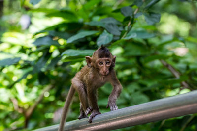 Monkey on tree