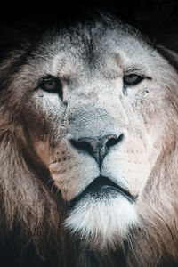 Lion portrait