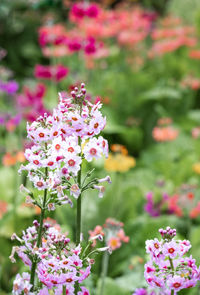 Close-up of pink flowering plant