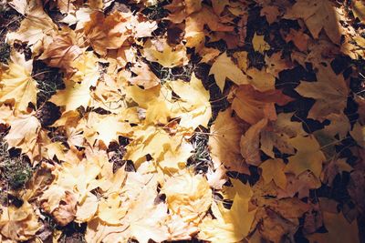 Full frame shot of dry leaves