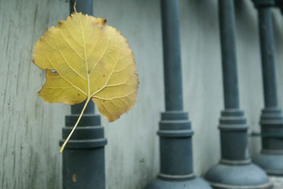 Close-up of yellow leaves