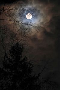 Low angle view of silhouette tree against moon at night