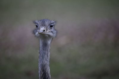 Close-up of ostrich looking away