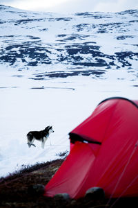 Draught dog, tent on foreground