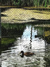 View of ducks swimming in lake