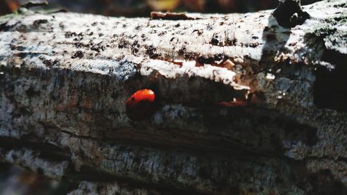 Close-up of ladybug on wood