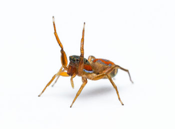 Close-up of grasshopper against white background