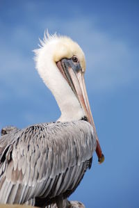 Close-up of pelican against sky