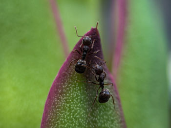 Macro photo of ant insects on the leaves