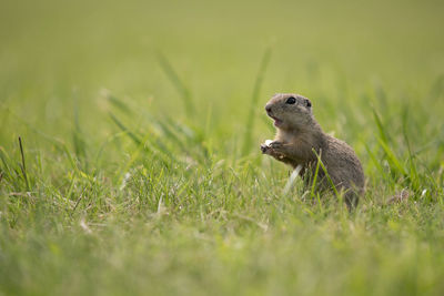 Squirrel on a field