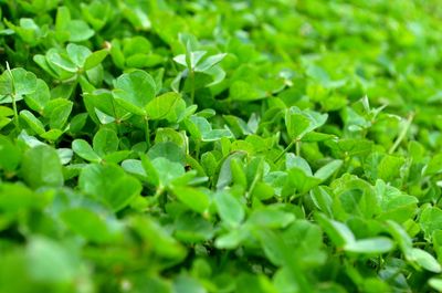 Full frame shot of green leaves