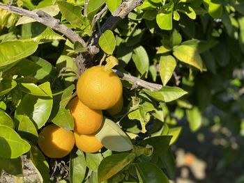 Close-up of fruit growing on tree