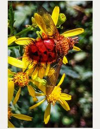 Close-up of yellow flower