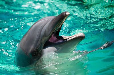 Close-up of whale swimming in sea