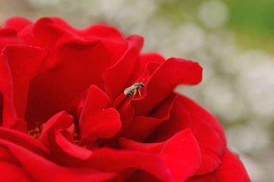 Close-up of insect on red flower