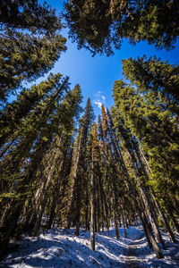 Low angle view of trees against sky